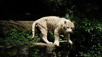 Singapore Offerta Speciale: safari notturno e safari sul fiume Singapore Offerta Speciale: safari notturno e safari sul fiume