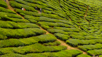 Aventure Cameron Highlands de 2 jours au départ de Kuala Lumpur Aventure Cameron Highlands de 2 jours au départ de Kuala Lumpur