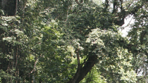 Aventure Taman Negara de 3 jours au départ de Kuala Lumpur Aventure Taman Negara de 3 jours au départ de Kuala Lumpur