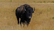 Antelope Island-Tour in kleiner Gruppe von Salt Lake City Antelope Island-Tour in kleiner Gruppe von Salt Lake City
