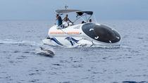 海の野生動物に出会う冒険 海の野生動物に出会う冒険