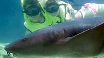 Encuentro con tiburones en Ocean World Encuentro con tiburones en Ocean World