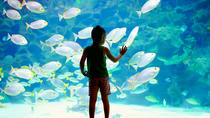 Ticket: Ozeanographisches Museum und Aquarium von Monaco Ticket: Ozeanographisches Museum und Aquarium von Monaco