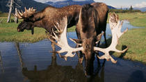 Das Beste von Alaska auf einer Tagestour ab Anchorage Das Beste von Alaska auf einer Tagestour ab Anchorage