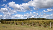 Excursão para pequenos grupos pelas vinícolas de Hunter Valley e vida selvagem Excursão para pequenos grupos pelas vinícolas de Hunter Valley e vida selvagem