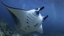 Schnorcheln mit Mantarochen Schnorcheln mit Mantarochen