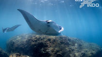 Taucheinführung mit Mantarochen Taucheinführung mit Mantarochen