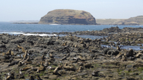 Cruzeiro de observação de focas selvagens e Phillip Island Nature Park Cruzeiro de observação de focas selvagens e Phillip Island Nature Park