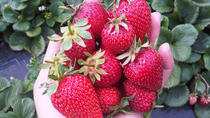 Excursión de un día desde Melbourne a la Península de Mornington con Granja de fresas Excursión de un día desde Melbourne a la Península de Mornington con Granja de fresas