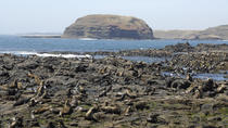 Phillip Island Nature Park y crucero de fauna y flora y focas Phillip Island Nature Park y crucero de fauna y flora y focas