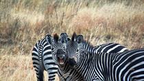 Safari de 4 jours et 3 nuits dans le parc national de Mikumi au départ de Zanzibar Safari de 4 jours et 3 nuits dans le parc national de Mikumi au départ de Zanzibar