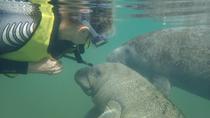 Deluxe-Schwimm-Tour mit Seekühen Deluxe-Schwimm-Tour mit Seekühen
