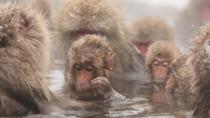 Escapada de un día para ver el macaco japonés con almuerzo de Sukiyaki incluido Escapada de un día para ver el macaco japonés con almuerzo de Sukiyaki incluido