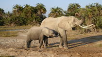 Tagesausflug durch den Amboseli-Nationalpark von Nairobi Tagesausflug durch den Amboseli-Nationalpark von Nairobi