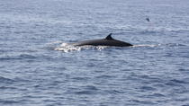 Crucero de avistamiento de ballenas y delfines en Tenerife a bordo del Bahriyeli con Mar de Ons Los Cristianos Crucero de avistamiento de ballenas y delfines en Tenerife a bordo del Bahriyeli con Mar de Ons Los Cristianos