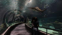 Eintrittskarte für frühen Eintritt zum AquaRio Aquarium Eintrittskarte für frühen Eintritt zum AquaRio Aquarium