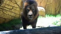 Eintrittskarte für den RioZoo Eintrittskarte für den RioZoo