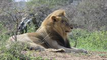 Ganztägige Big Five-Safari im Hluhluwe-Imfolozi-Park Ganztägige Big Five-Safari im Hluhluwe-Imfolozi-Park