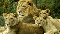 Normaler Eintritt zum Cincinnati Zoo und zum Botanischen Garten Normaler Eintritt zum Cincinnati Zoo und zum Botanischen Garten