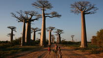Excursion d'une journée à Morondava avec visite au Kirindy Park et à la Baobab Avenue Excursion d'une journée à Morondava avec visite au Kirindy Park et à la Baobab Avenue