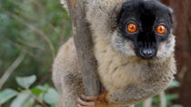 Lemuren-Tagestour im Andasibe Regenwald und Vakona Lodge Reserve Lemuren-Tagestour im Andasibe Regenwald und Vakona Lodge Reserve
