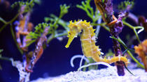 Sea Life London Aquarium: VIP-tour 'Achter de schermen' Sea Life London Aquarium: VIP-tour 'Achter de schermen'