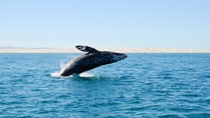 Avistamiento de ballenas grises desde Seattle, incluida Whidbey Island Avistamiento de ballenas grises desde Seattle, incluida Whidbey Island