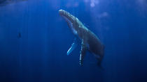 Nagez avec les baleines, les requins, les raies et les dauphins Nagez avec les baleines, les requins, les raies et les dauphins