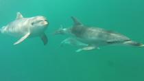 Schwimmen mit Delfinen und Robben ab Queenscliff Schwimmen mit Delfinen und Robben ab Queenscliff