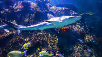 Het Shark Reef in het Mandalay Bay Hotel en Casino Het Shark Reef in het Mandalay Bay Hotel en Casino