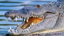 Airboat-eventyr i Miami Everglades med transport Airboat-eventyr i Miami Everglades med transport