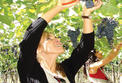 Visita de lujo de medio día con cata de vinos a Mendoza Visita de lujo de medio día con cata de vinos a Mendoza