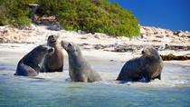 Penguin Island-Tour mit Delfin- und Seelöwen-Bootstour Penguin Island-Tour mit Delfin- und Seelöwen-Bootstour