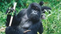 Safari Gorille de 3 jours au Rwanda au départ de Kigali Safari Gorille de 3 jours au Rwanda au départ de Kigali