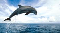 Key West Dolphin Watch en snorkelcruise Key West Dolphin Watch en snorkelcruise