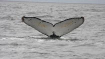 Éco-excursion avec observation des baleines et des animaux sauvages au départ de San Francisco Éco-excursion avec observation des baleines et des animaux sauvages au départ de San Francisco