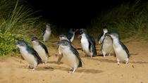 Phillip Island Wildtiere-Tour und Pinguinparade am Nachmittag ab Melbourne Phillip Island Wildtiere-Tour und Pinguinparade am Nachmittag ab Melbourne