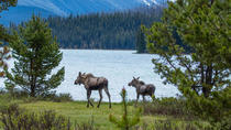 Tierwelt- und Wasserfall-Tour von Jasper mit Wanderung um den Maligne Lake Tierwelt- und Wasserfall-Tour von Jasper mit Wanderung um den Maligne Lake