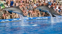 Évitez les files d'attente : visite du Marineland de Majorque Évitez les files d'attente : visite du Marineland de Majorque