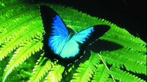 Le sanctuaire des papillons australien Le sanctuaire des papillons australien