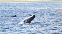 Rencontre avec les dauphins et observation des baleines - exclusivité Rencontre avec les dauphins et observation des baleines - exclusivité
