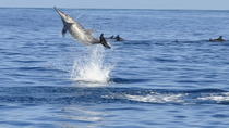 Wal- und Delfinbeobachtung – Private Bootstour ab Mauritius Wal- und Delfinbeobachtung – Private Bootstour ab Mauritius