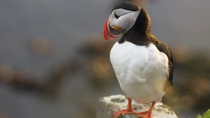 Islandia Super Saver: Crucero de observación de frailecillos y avistamiento de ballenas desde Reikiavik Islandia Super Saver: Crucero de observación de frailecillos y avistamiento de ballenas desde Reikiavik