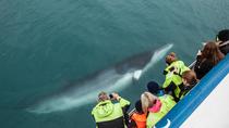 Kustexcursie vanuit Reykjavik: walvissen spotten Kustexcursie vanuit Reykjavik: walvissen spotten