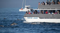 Hvalsafari fra Newport Beach Hvalsafari fra Newport Beach