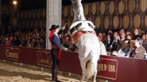 Excursion d'une journée à Jerez et Cadix au départ de la Costa del Sol avec visite des vignobles, spectacle équestre andalou et croisière touristique Excursion d'une journée à Jerez et Cadix au départ de la Costa del Sol avec visite des vignobles, spectacle équestre andalou et croisière touristique