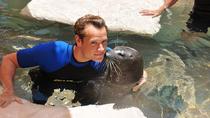 Nuoto con le foche al Miami Seaquarium Nuoto con le foche al Miami Seaquarium