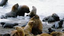 Excursão: viagem particular de um dia até Península Valdes saindo Puerto Madryn, Puerto Madryn
