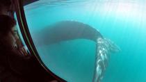 Cruzeiro de submarino para observação de baleias saindo de Puerto Pirámides Cruzeiro de submarino para observação de baleias saindo de Puerto Pirámides
