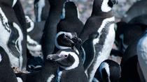 Visite d'une demi-journée en bateau à la colonie des pingouins en partant d'Ushuaia Visite d'une demi-journée en bateau à la colonie des pingouins en partant d'Ushuaia
